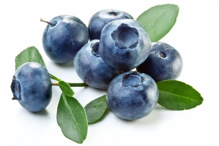 Are Blueberries Keto Friendly? Carbs and Calories in Blueberries